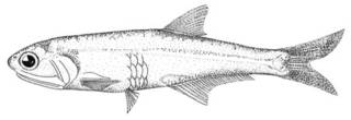 To NMNH Extant Collection (Anchoa eigenmanni P00611 illustration)