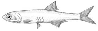 To NMNH Extant Collection (Anchoa exigua P00612 illustration)