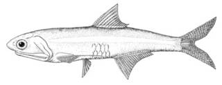 To NMNH Extant Collection (Anchoa filifera P00613 illustration)