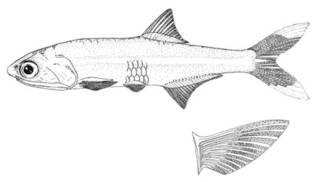 To NMNH Extant Collection (Anchoa hepsetus P00616 illustration)