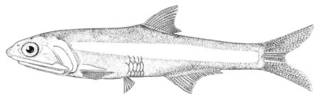 To NMNH Extant Collection (Anchoa helleri P00617 illustration)
