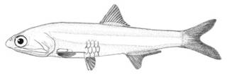 To NMNH Extant Collection (Anchoa howelli P00618 illustration)