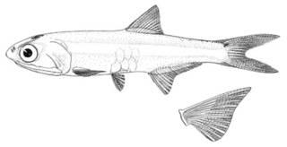 To NMNH Extant Collection (Anchoa lamprotaenia P00620 illustration)