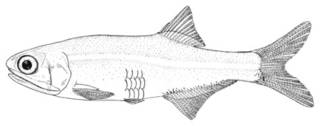 To NMNH Extant Collection (Anchoa mitchilli P00623 illustration)