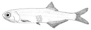 To NMNH Extant Collection (Anchoa mitchilli P00624 illustration)