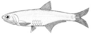To NMNH Extant Collection (Anchoa mundeoloides P00625 illustration)