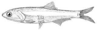 To NMNH Extant Collection (Anchoa naso P00626 illustration)