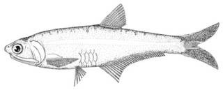 To NMNH Extant Collection (Anchoa panamensis P00629 illustration)
