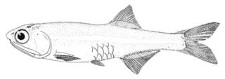 To NMNH Extant Collection (Anchoa parva P00631 illustration)