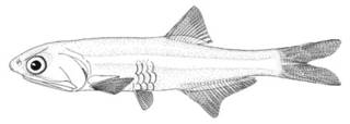 To NMNH Extant Collection (Anchoa platana P00632 illustration)