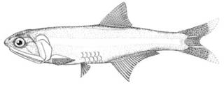 To NMNH Extant Collection (Anchoa scofieldi P00633 illustration)