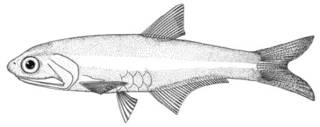 To NMNH Extant Collection (Anchoa schultzi P00634 illustration)
