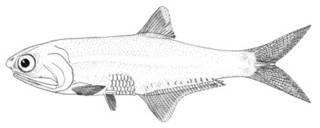 To NMNH Extant Collection (Anchovia producta P00641 illustration)