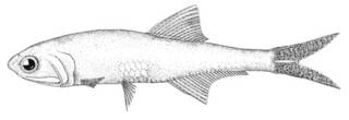 To NMNH Extant Collection (Anchoviella parri P00661 illustration)