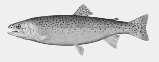 To NMNH Extant Collection (Salmo clarkii P05715 illustration)