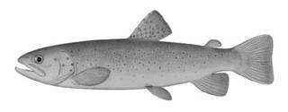 To NMNH Extant Collection (Salmo levenensis P05731 illustration)