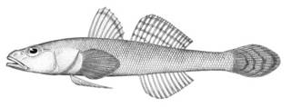 To NMNH Extant Collection (Aboma snyderi P00006 illustration)