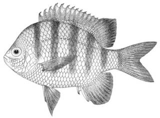 To NMNH Extant Collection (Abudefduf ascensionis P00014 illustration)