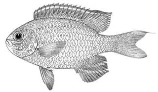 To NMNH Extant Collection (Abudefduf bleekeri P00027 illustration)