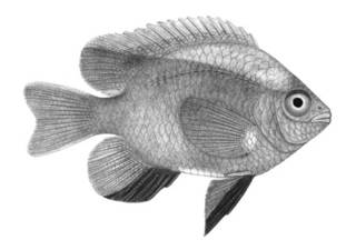 To NMNH Extant Collection (Abudefduf xanthonotus P00070 illustration)