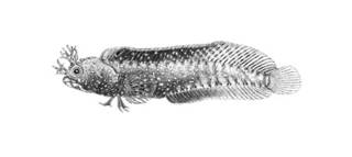 To NMNH Extant Collection (Acanthemblemaria aspera P00075 illustration)
