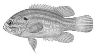 To NMNH Extant Collection (Acantharchus pomotis P00076 illustration)