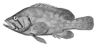 To NMNH Extant Collection (Acanthistius pictus P00081 illustration)