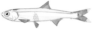 To NMNH Extant Collection (Anchoviella victoriae P00665 illustration)