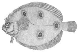 To NMNH Extant Collection (Ancylopsetta quadrocellata P00673 illustration)