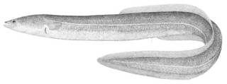 To NMNH Extant Collection (Anguilla rostrata P00690 illustration)