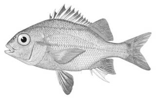 To NMNH Extant Collection (Anistremus surinamensis P00697 illustration)