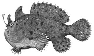 To NMNH Extant Collection (Antennarius nox P00747 illustration)