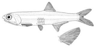 To NMNH Extant Collection (Anchoa tricolor P01630 illustration)