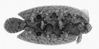 To NMNH Extant Collection (Samariscus corallinus P05545 illustration)