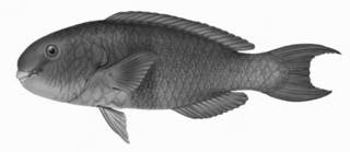 To NMNH Extant Collection (Callyodon ruberrimus P06232 illustration)