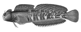 To NMNH Extant Collection (Scartichthys enoshimae P06234 illustration)