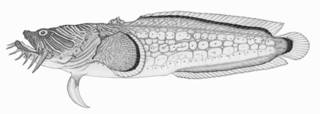 To NMNH Extant Collection (Sanopus splendidus P06278 illustration)