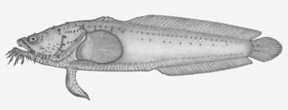 To NMNH Extant Collection (Sanopus johnsoni P06277 illustration)