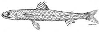 To NMNH Extant Collection (Saurida normani P06528 illustration)