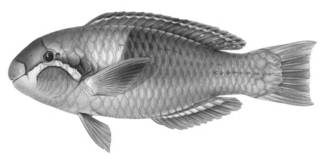 To NMNH Extant Collection (Scarus dimidiatus P06161 illustration)