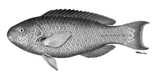 To NMNH Extant Collection (Callyodon erythacus P05974 illustration)