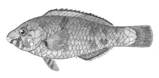 To NMNH Extant Collection (Scarus dubius P06008 illustration)