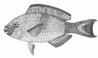 To NMNH Extant Collection (Scarus marshalli P06148 illustration)