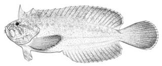 To NMNH Extant Collection (Aploactoides philippines P00850 illustration)