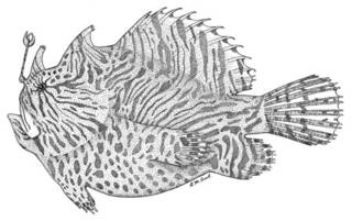 To NMNH Extant Collection (Phrynelox zebrinus P07960 illustration)