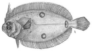 To NMNH Extant Collection (Ancylopsetta microctenus P15581 illustration)