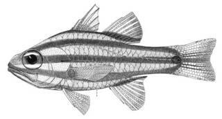 To NMNH Extant Collection (Apogon nigrofasciatus P00898 illustration)
