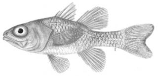 To NMNH Extant Collection (Apogon P08047 illustration)