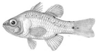 To NMNH Extant Collection (Apogon rueppellii P08071 illustration)
