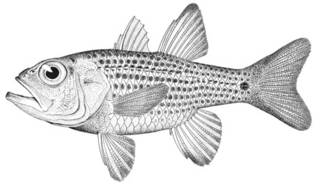 To NMNH Extant Collection (Apogon maculiferus P08147 illustration)